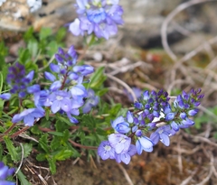 Veronica satureiifolia