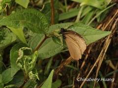 Euploea tulliolus