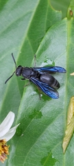 Allorhynchium chinense