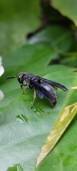 Allorhynchium chinense