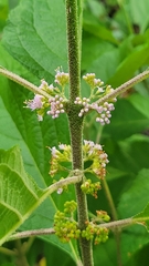 Callicarpa americana