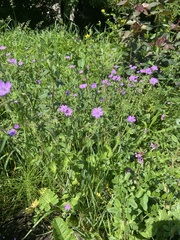 Geranium