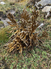 Andicolea complanata