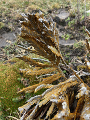 Andicolea complanata