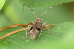 Monochamus bimaculatus