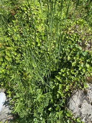 Typha angustifolia