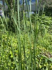 Typha angustifolia