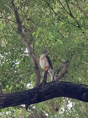 Accipiter trivirgatus