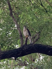 Accipiter trivirgatus