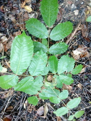 Comocladia macrophylla