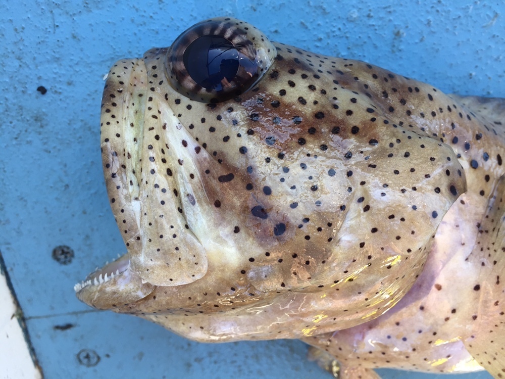 Papuan Jawfish