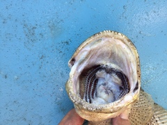 Papuan Jawfish photo 2