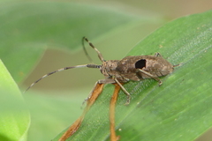 Monochamus bimaculatus