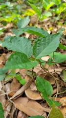 Dolichandra unguis-cati