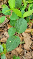 Dolichandra unguis-cati