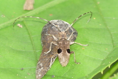 Monochamus bimaculatus