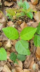 Dolichandra unguis-cati