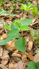 Dolichandra unguis-cati