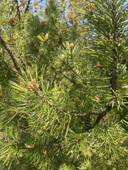 Pinus