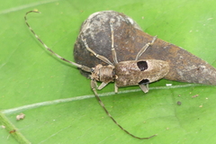 Monochamus bimaculatus