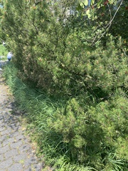 Pinus