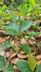 Dolichandra unguis-cati