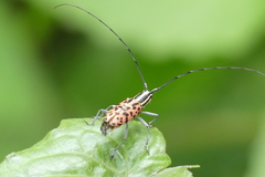 Macrochenus isabellinus