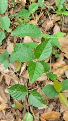 Dolichandra unguis-cati