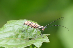 Macrochenus isabellinus