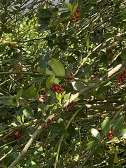 Ilex