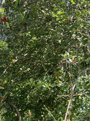 Ilex