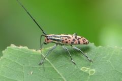 Macrochenus isabellinus