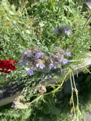 Phacelia