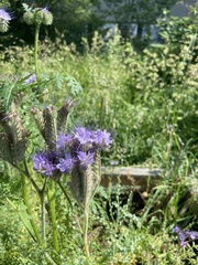 Phacelia