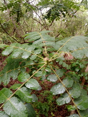 Comocladia macrophylla