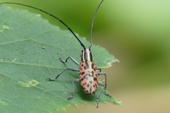 Macrochenus isabellinus