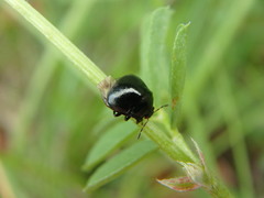 Coptosoma scutellatum
