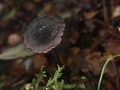 Laccaria violaceonigra