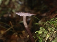 Laccaria violaceonigra