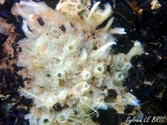 Halichondria bowerbanki