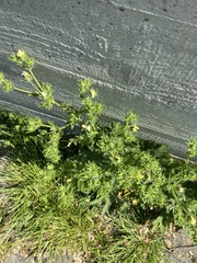 Potentilla recta
