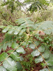 Comocladia macrophylla
