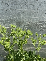 Potentilla recta