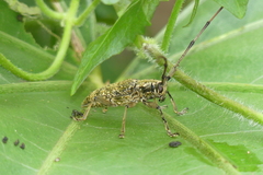 Acalolepta permutans