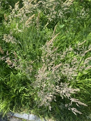 Poeae