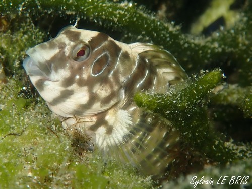 Peacock Blenny