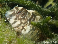 Peacock Blenny photo 2