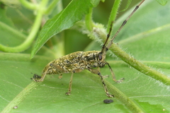 Acalolepta permutans
