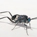 Blue-eyed Ensign Wasp - Photo (c) Jesus Gonzalez, some rights reserved (CC BY-NC), uploaded by Jesus Gonzalez