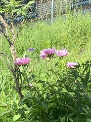 Paeonia